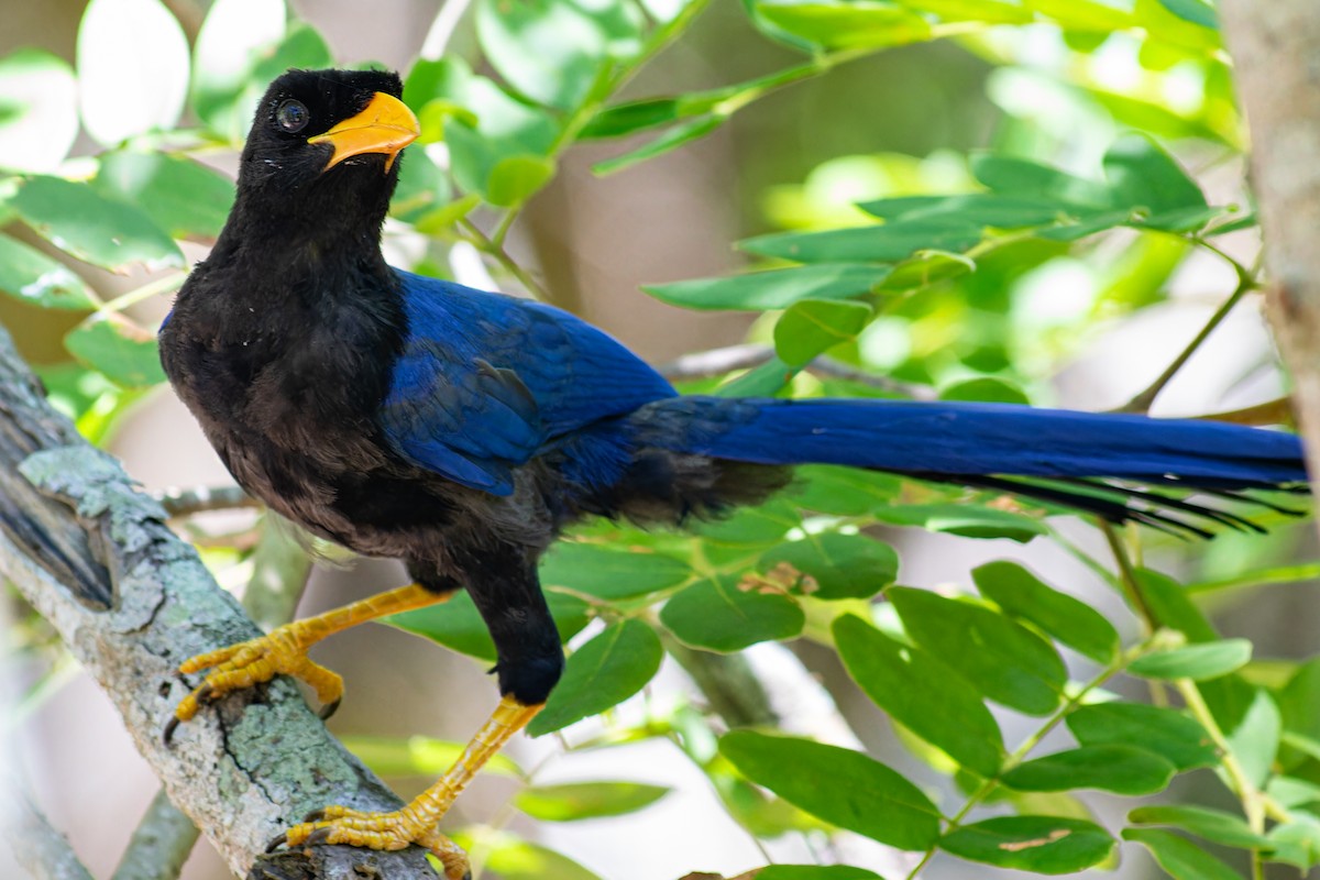 Purplish-backed Jay - Steve Juhasz