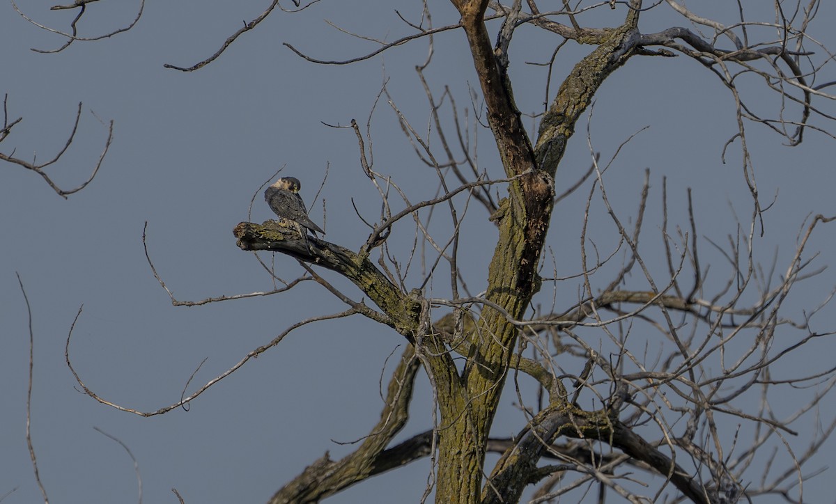 Halcón Peregrino - ML623898460