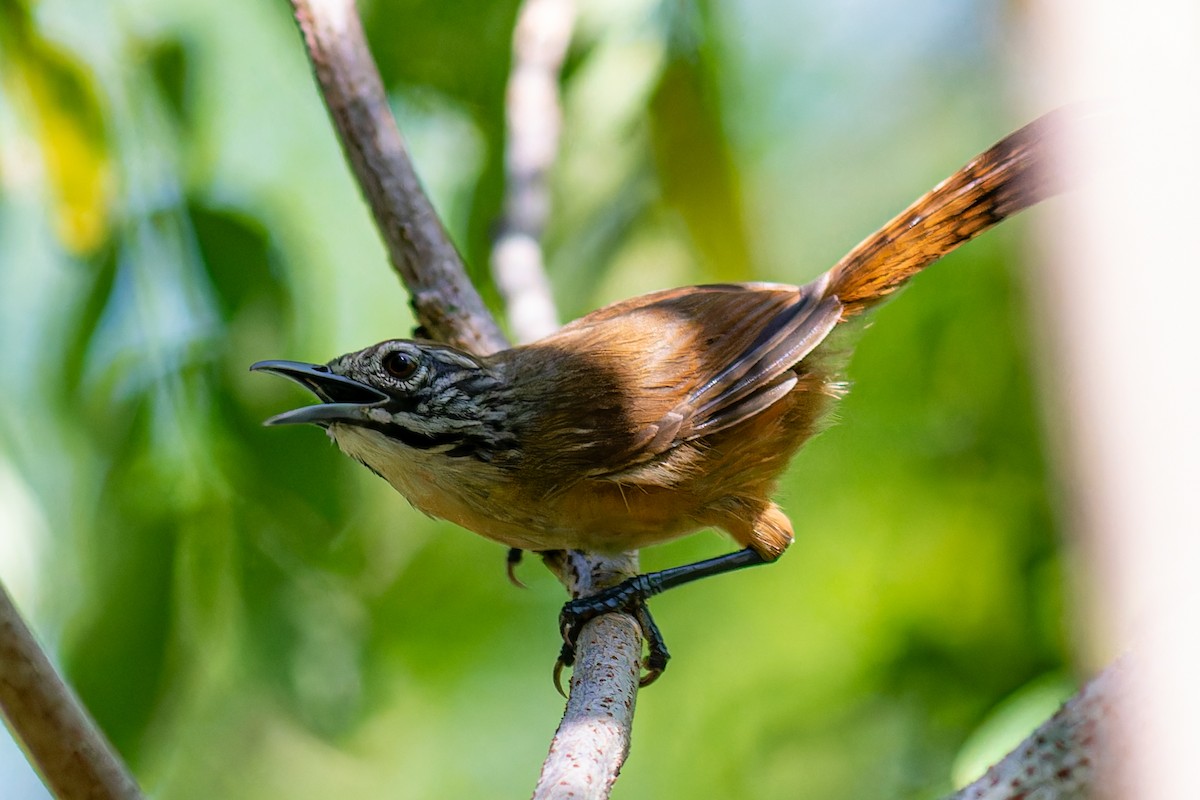 Happy Wren - ML623898462