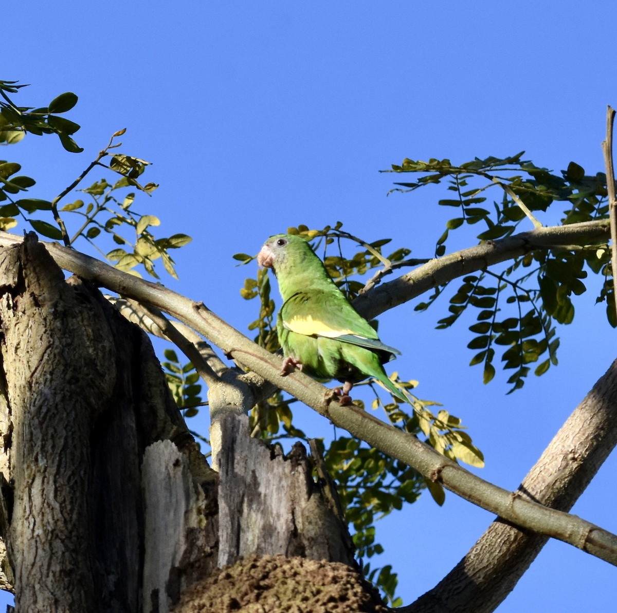 White-winged Parakeet - ML623898464