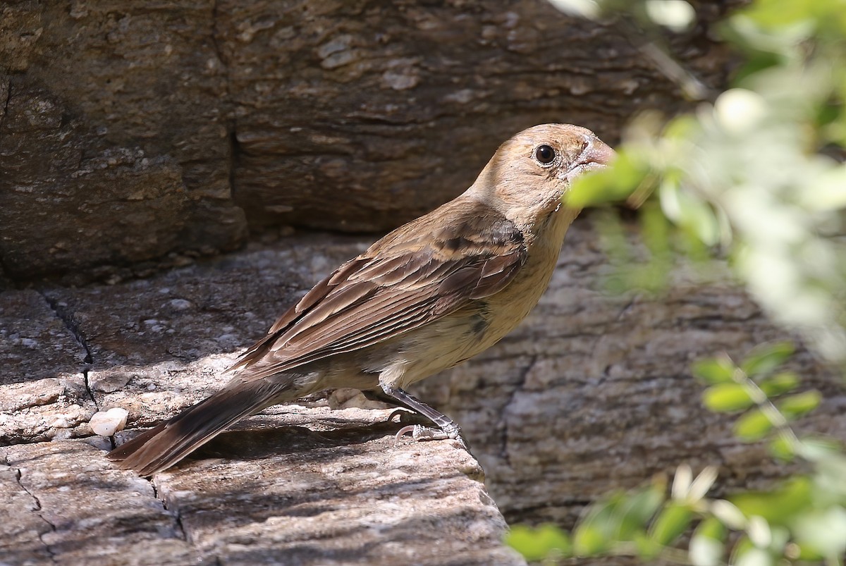 Varied Bunting - ML623898467