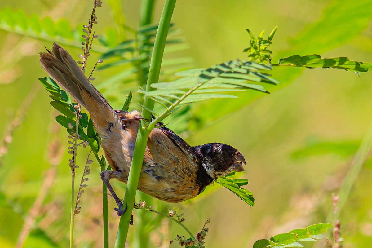 Cinnamon-rumped Seedeater - ML623898469