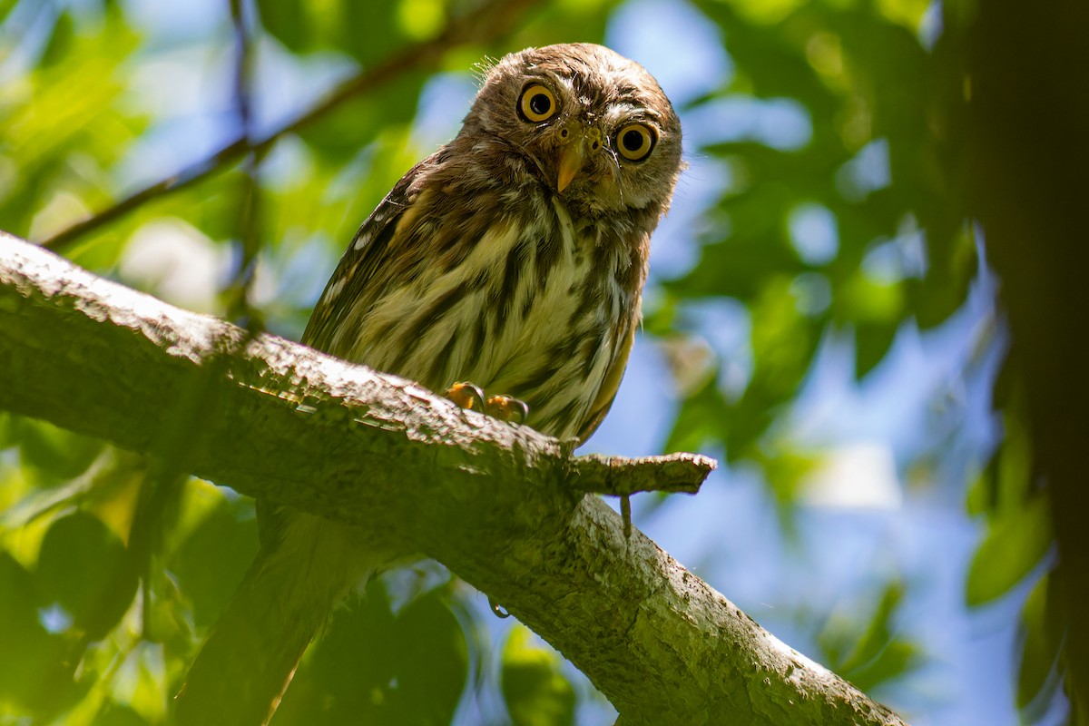 Ferruginous Pygmy-Owl - ML623898471