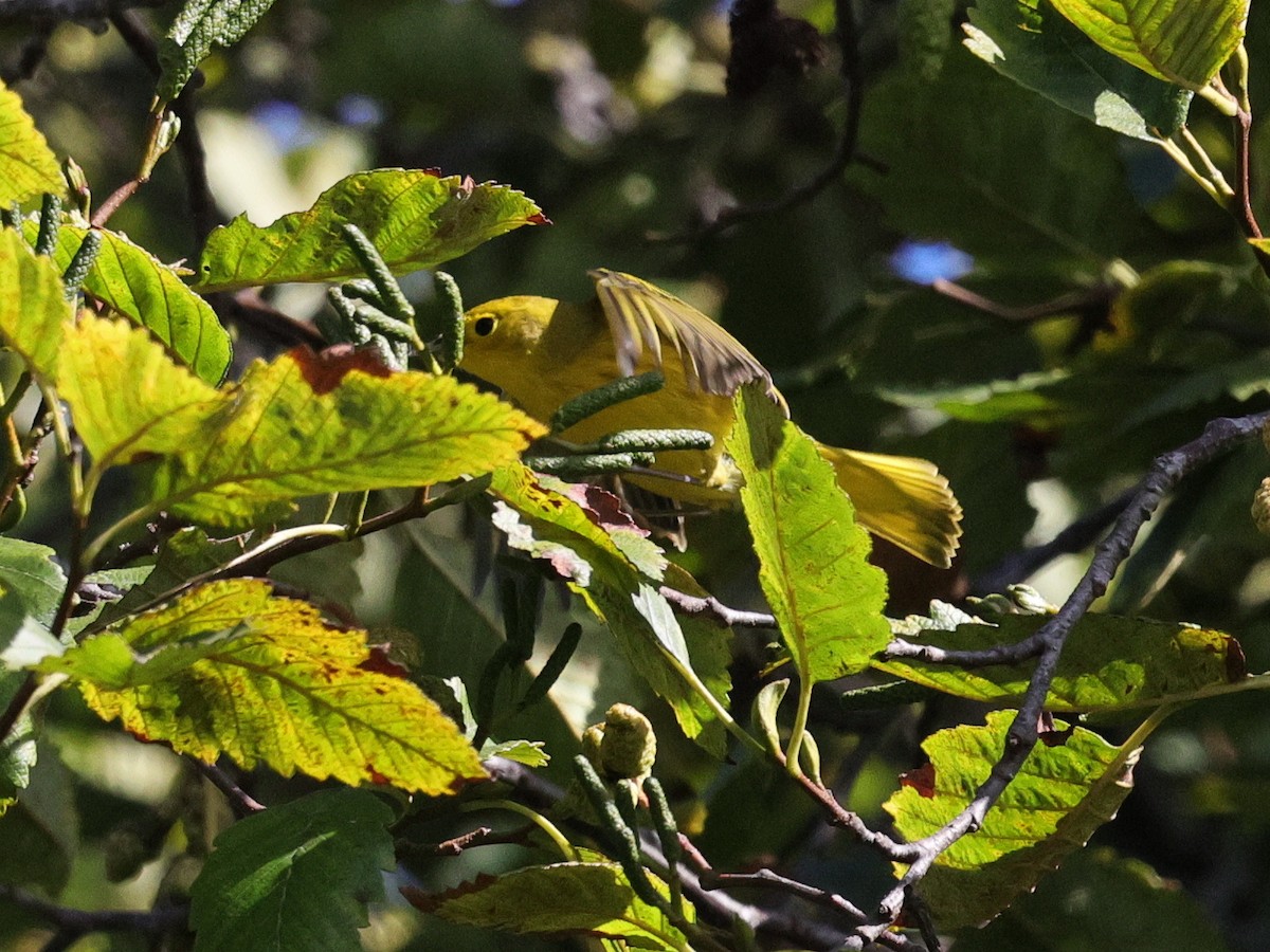 Yellow Warbler - ML623898473