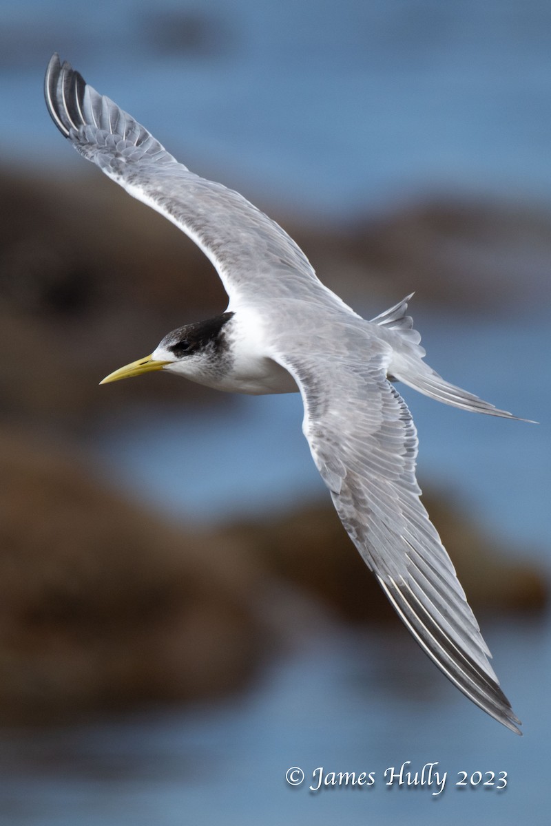 Great Crested Tern - ML623898476