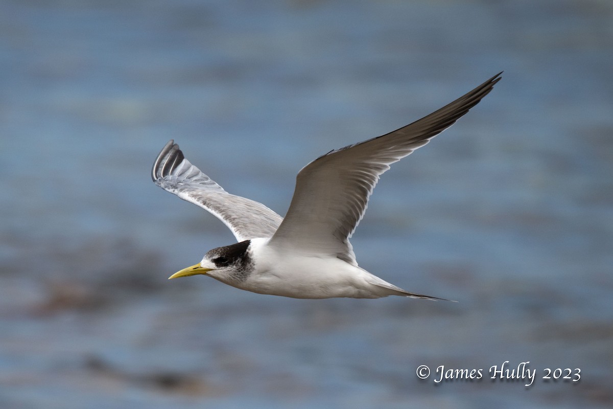 Great Crested Tern - ML623898477