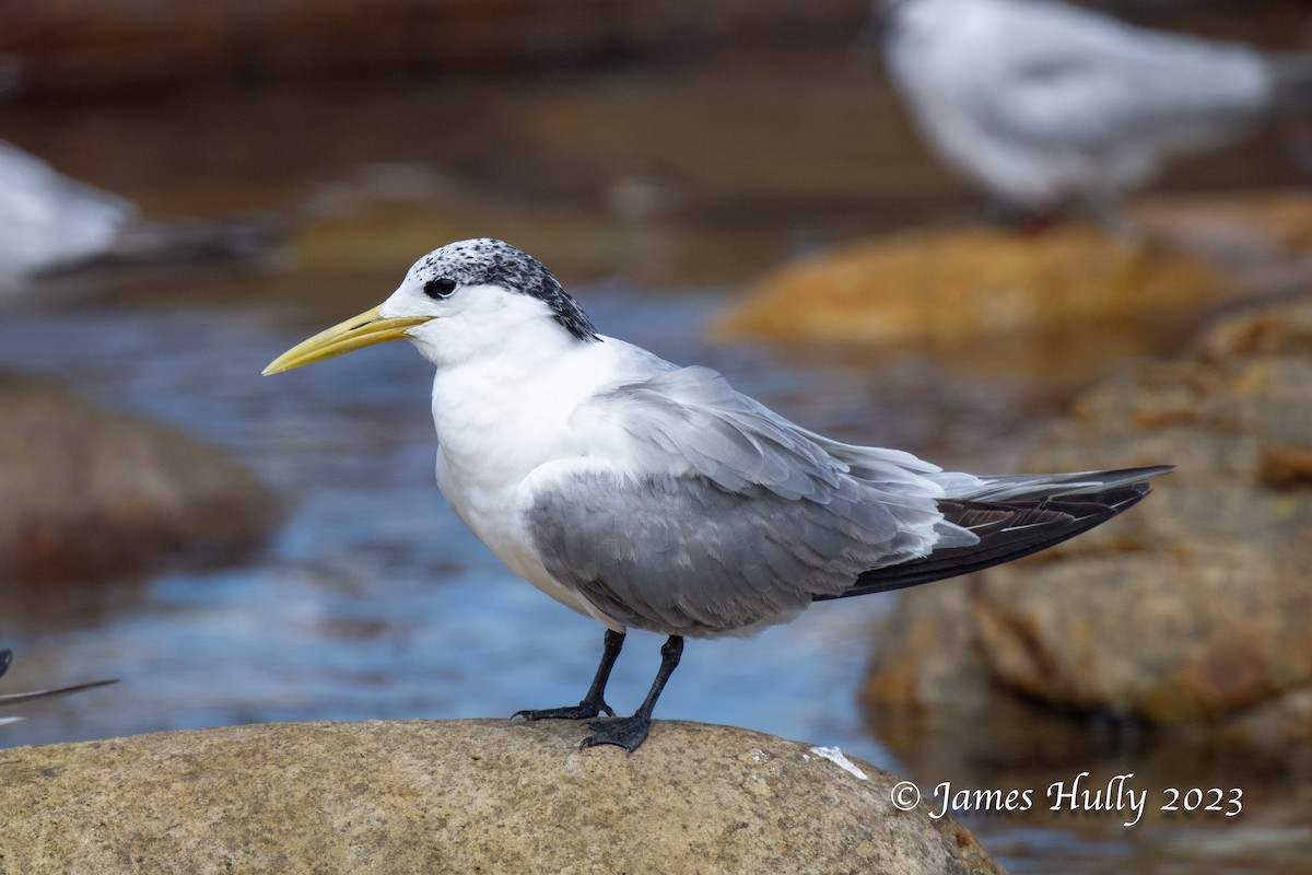 Great Crested Tern - ML623898478