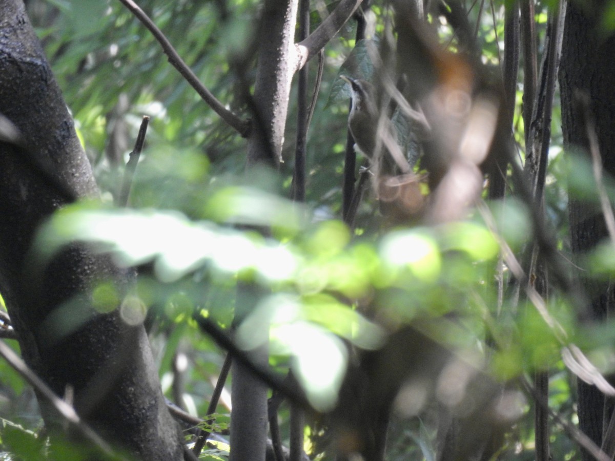 Streak-breasted Scimitar-Babbler - ML623898479