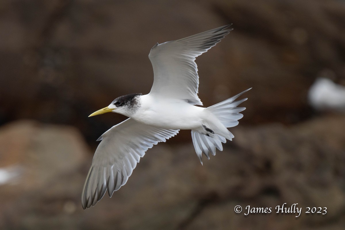 Great Crested Tern - ML623898480