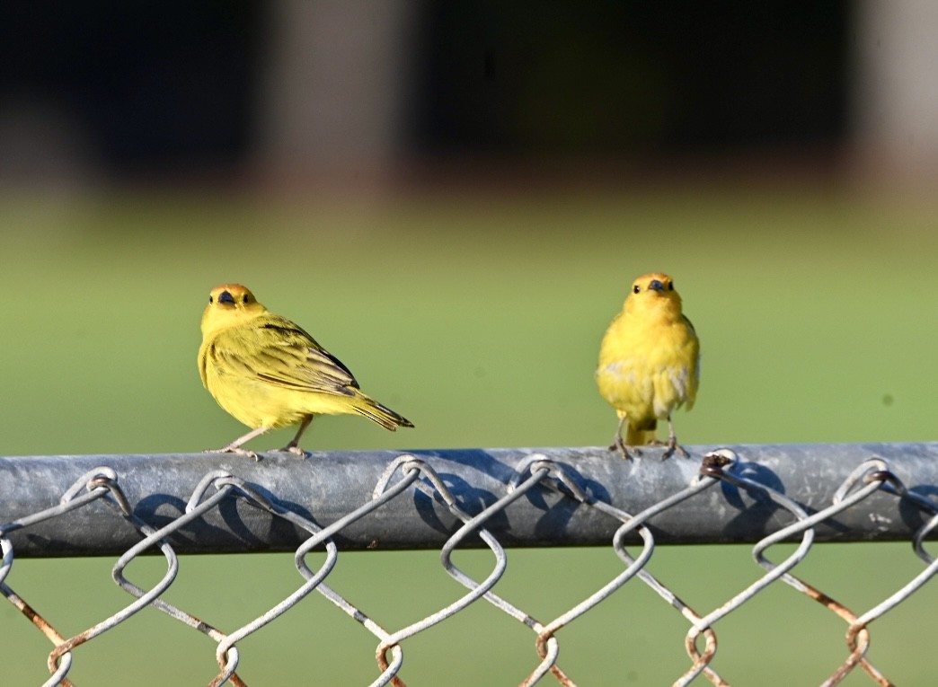 Saffron Finch - ML623898482