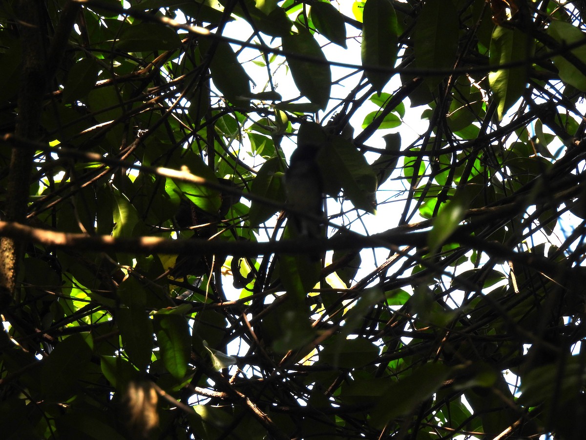 Hainan Blue Flycatcher - ML623898483