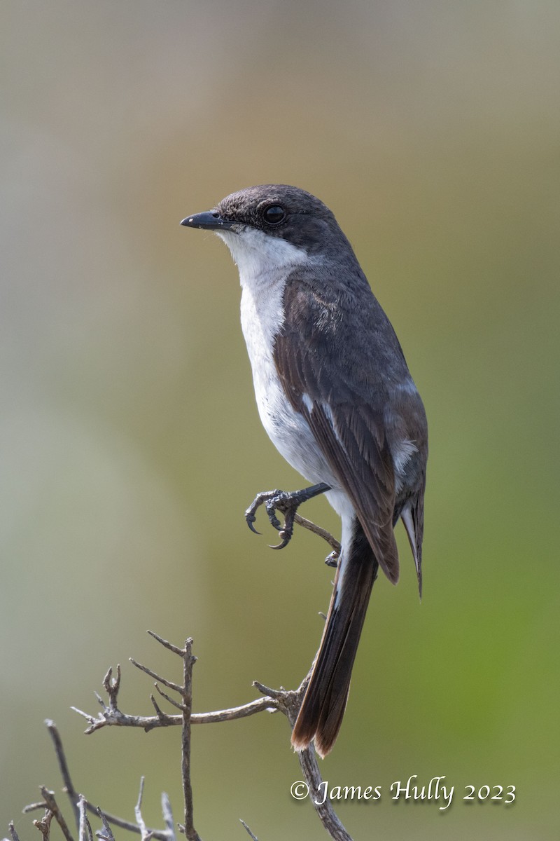 Fiscal Flycatcher - ML623898484