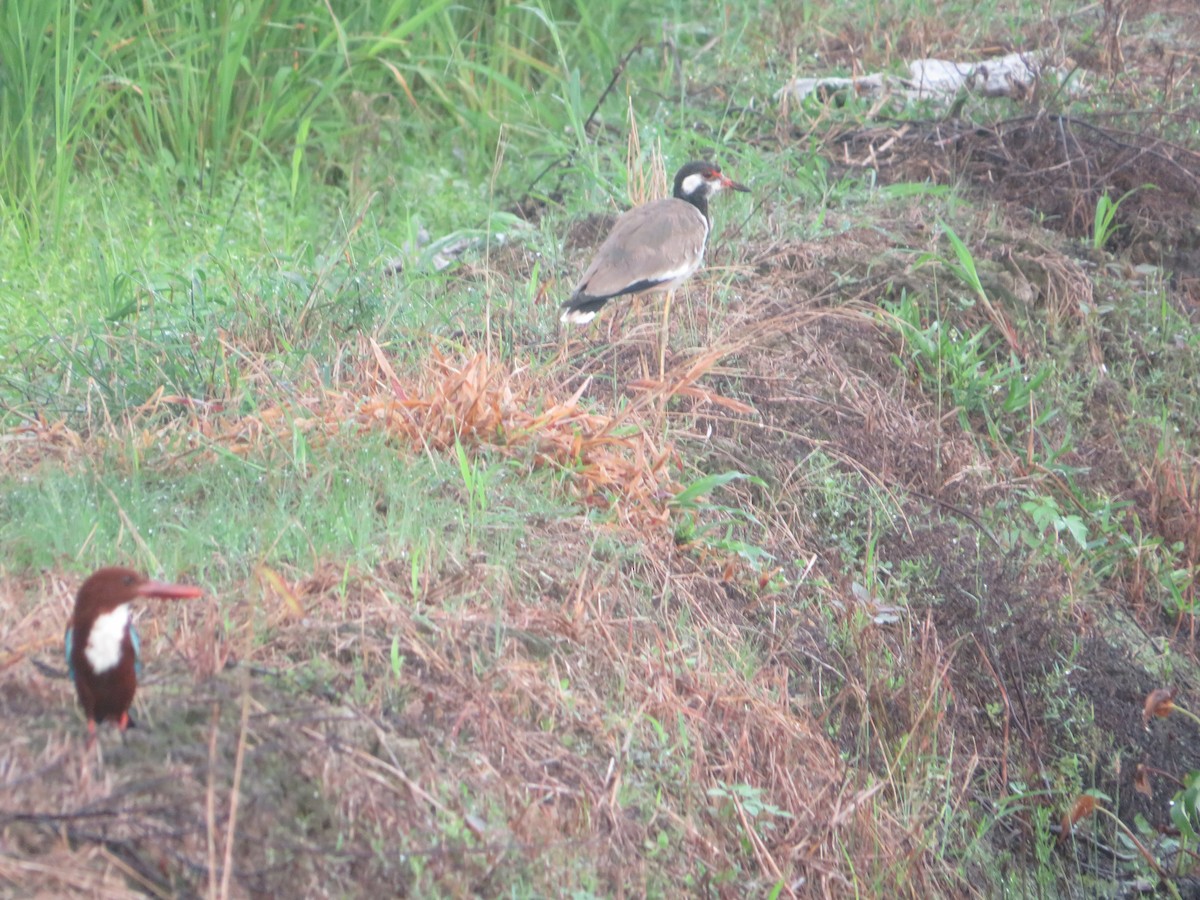 Red-wattled Lapwing - ML623898485