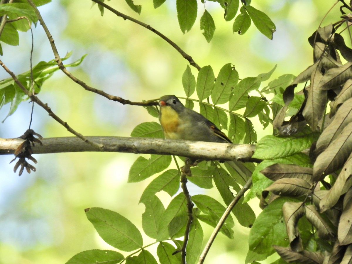 Red-billed Leiothrix - ML623898487