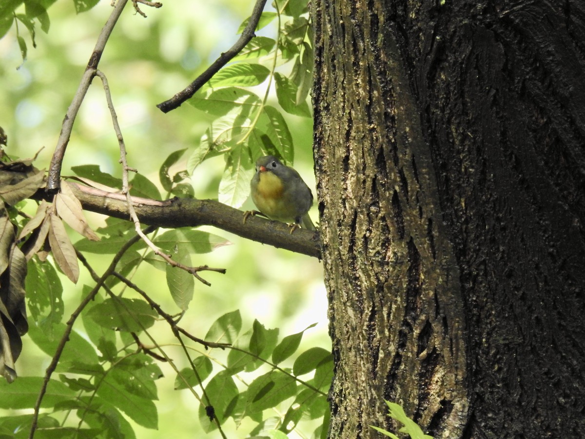 Red-billed Leiothrix - ML623898488