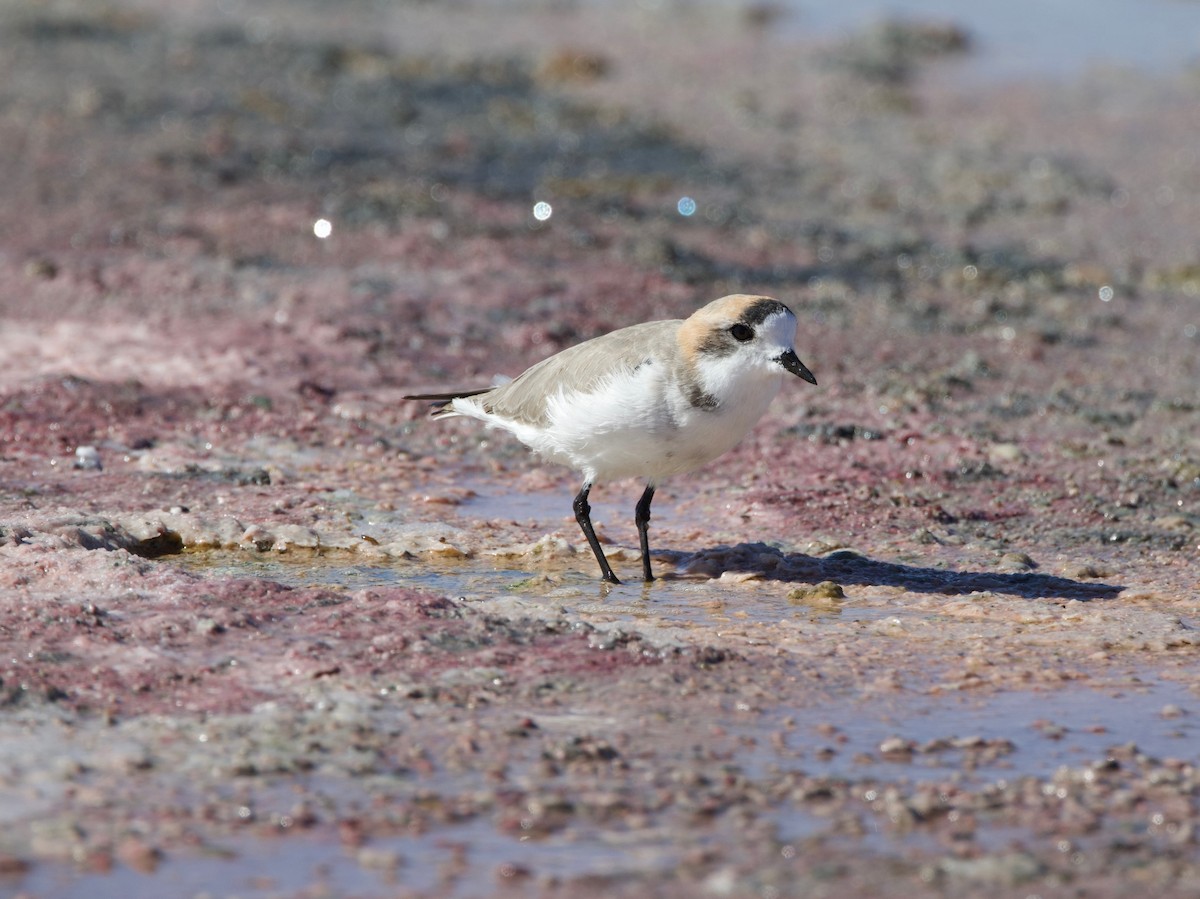 Puna Plover - ML623898489