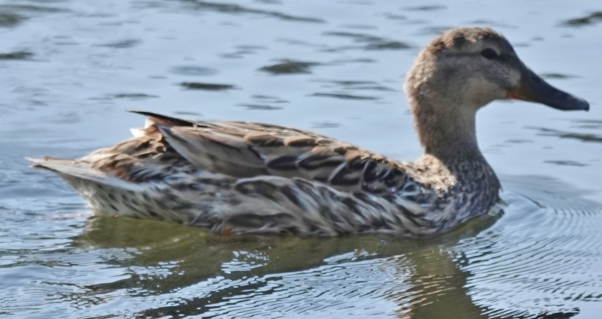 Mallard x Pacific Black Duck (hybrid) - ML623898491