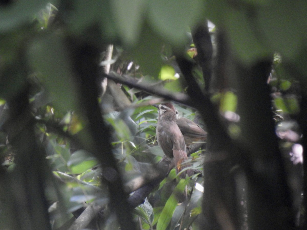 White-browed Laughingthrush - ML623898492