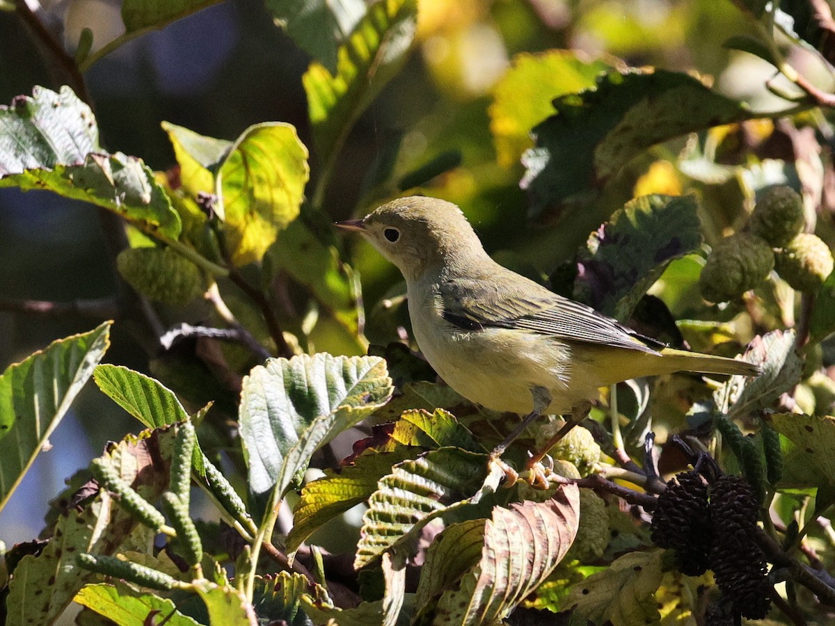 Yellow Warbler - ML623898496