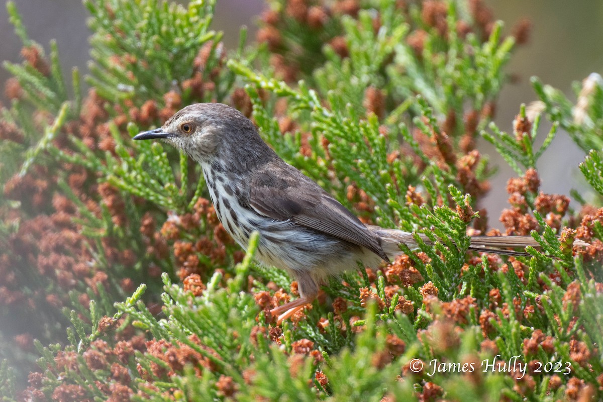 Karoo Prinia - ML623898497