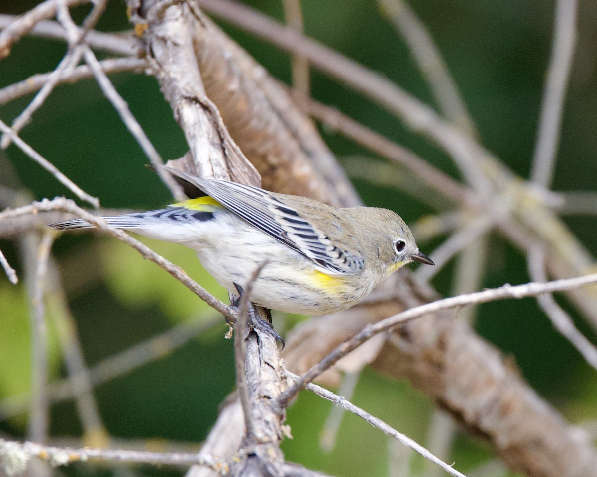 Yellow-rumped Warbler (Audubon's) - ML623898498