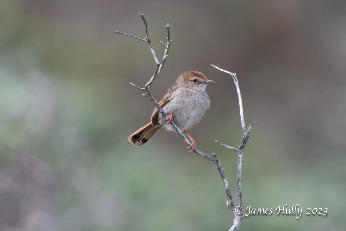 Red-headed Cisticola - ML623898500