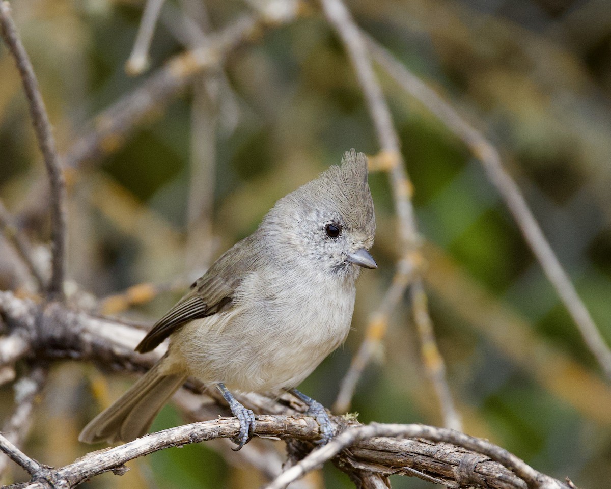 Oak Titmouse - ML623898502