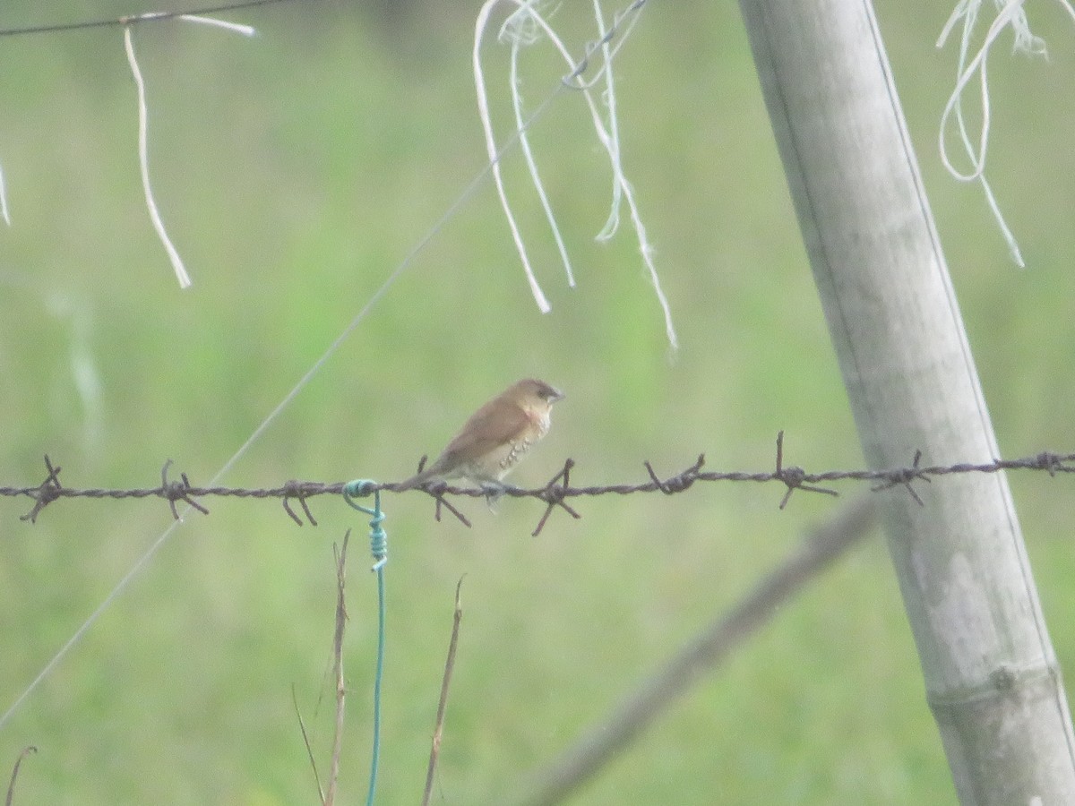 Scaly-breasted Munia - ML623898517