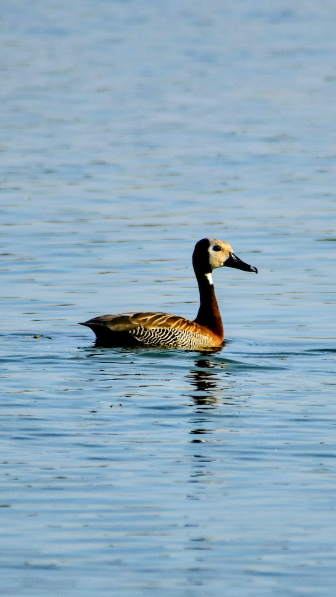 White-faced Whistling-Duck - ML623898523