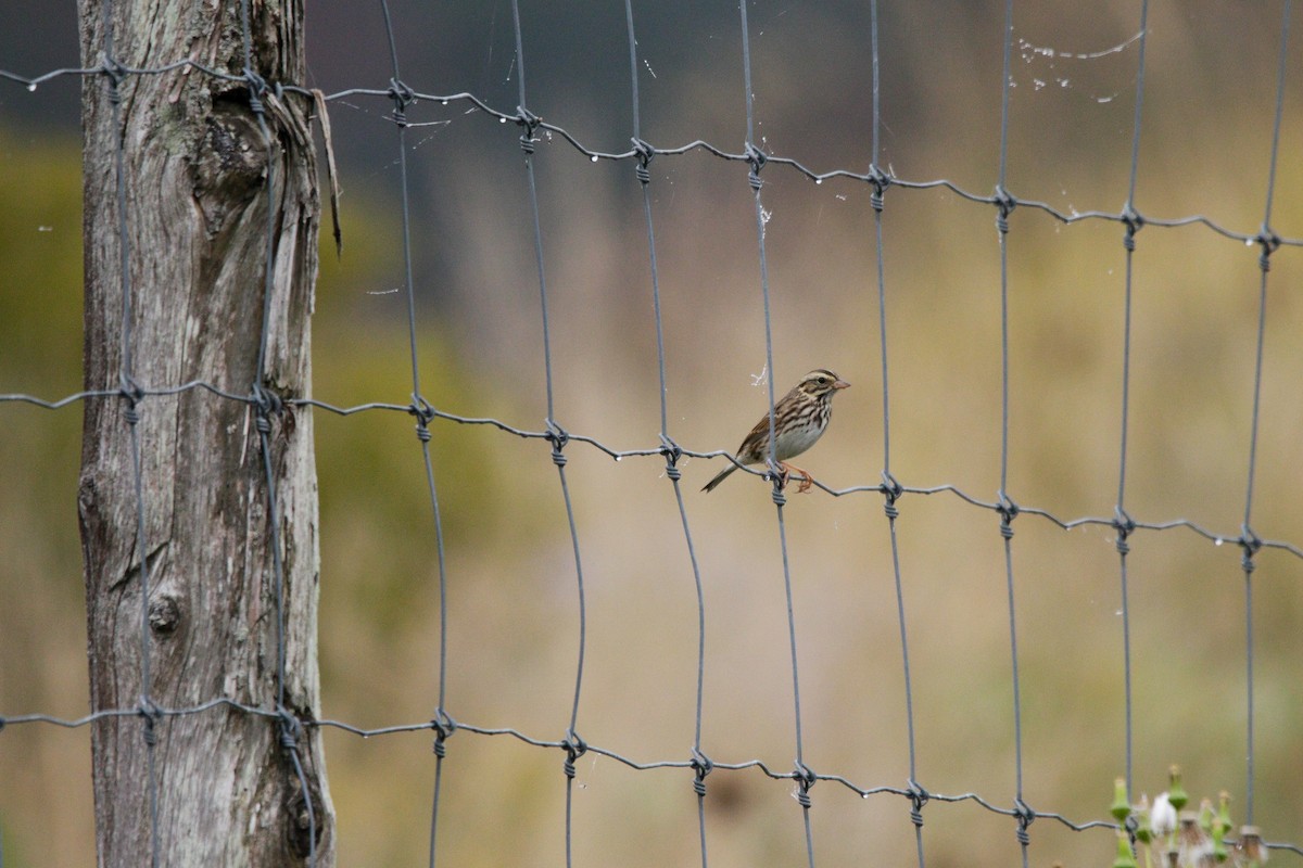 Savannah Sparrow - Catherine Holland