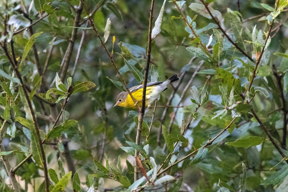 Magnolia Warbler - ML623898526