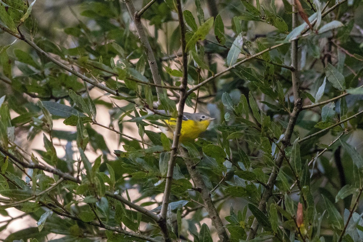 Magnolia Warbler - ML623898530