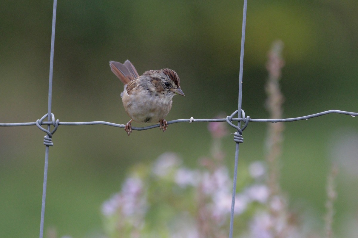 Swamp Sparrow - ML623898531