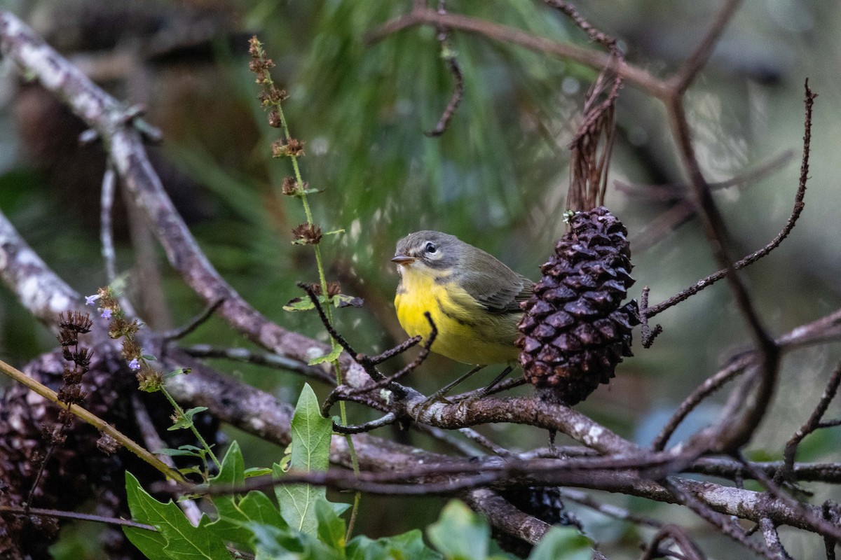 Prairie Warbler - ML623898532