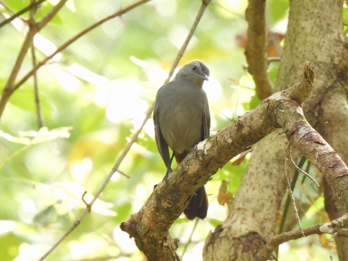 Gray Catbird - ML623898534