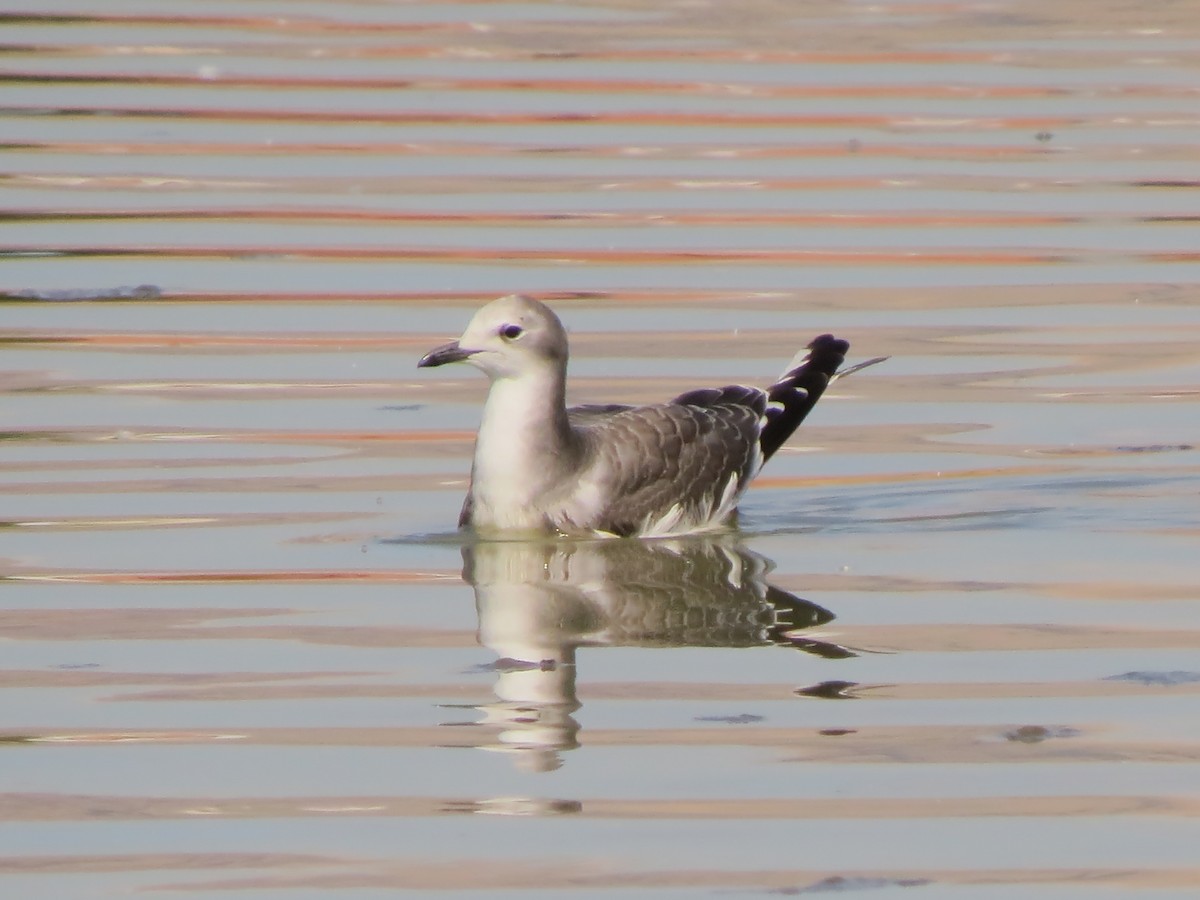 Sabine's Gull - ML623898536