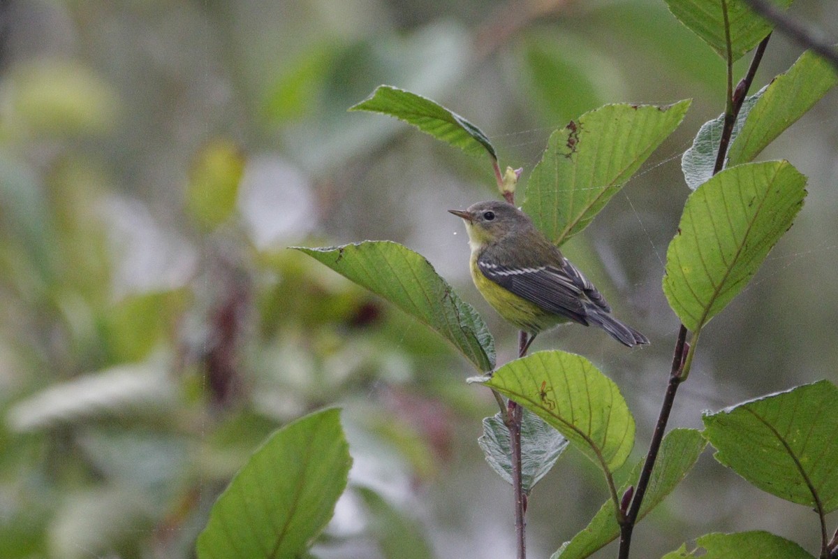 Magnolia Warbler - ML623898537