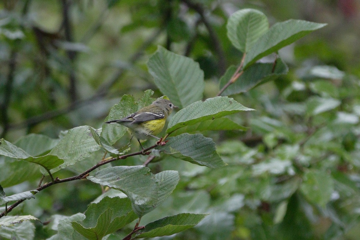 Magnolia Warbler - ML623898538