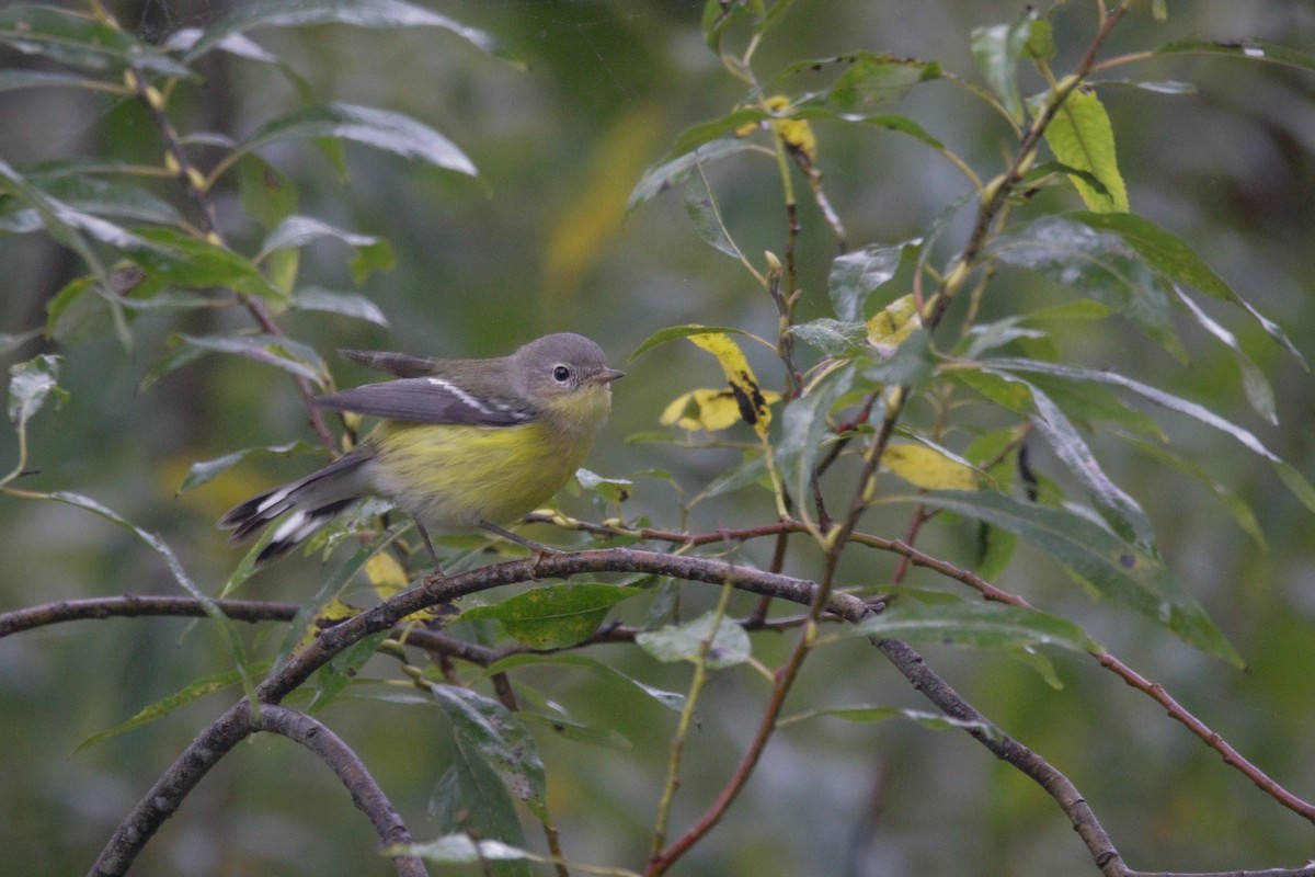 Magnolia Warbler - Catherine Holland