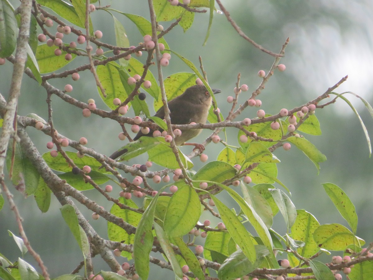 Red-eyed Bulbul - ML623898540