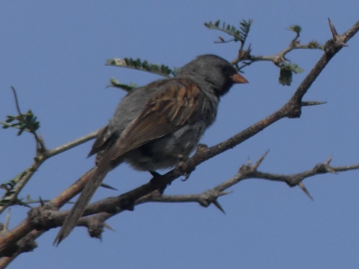 Black-chinned Sparrow - ML623898541