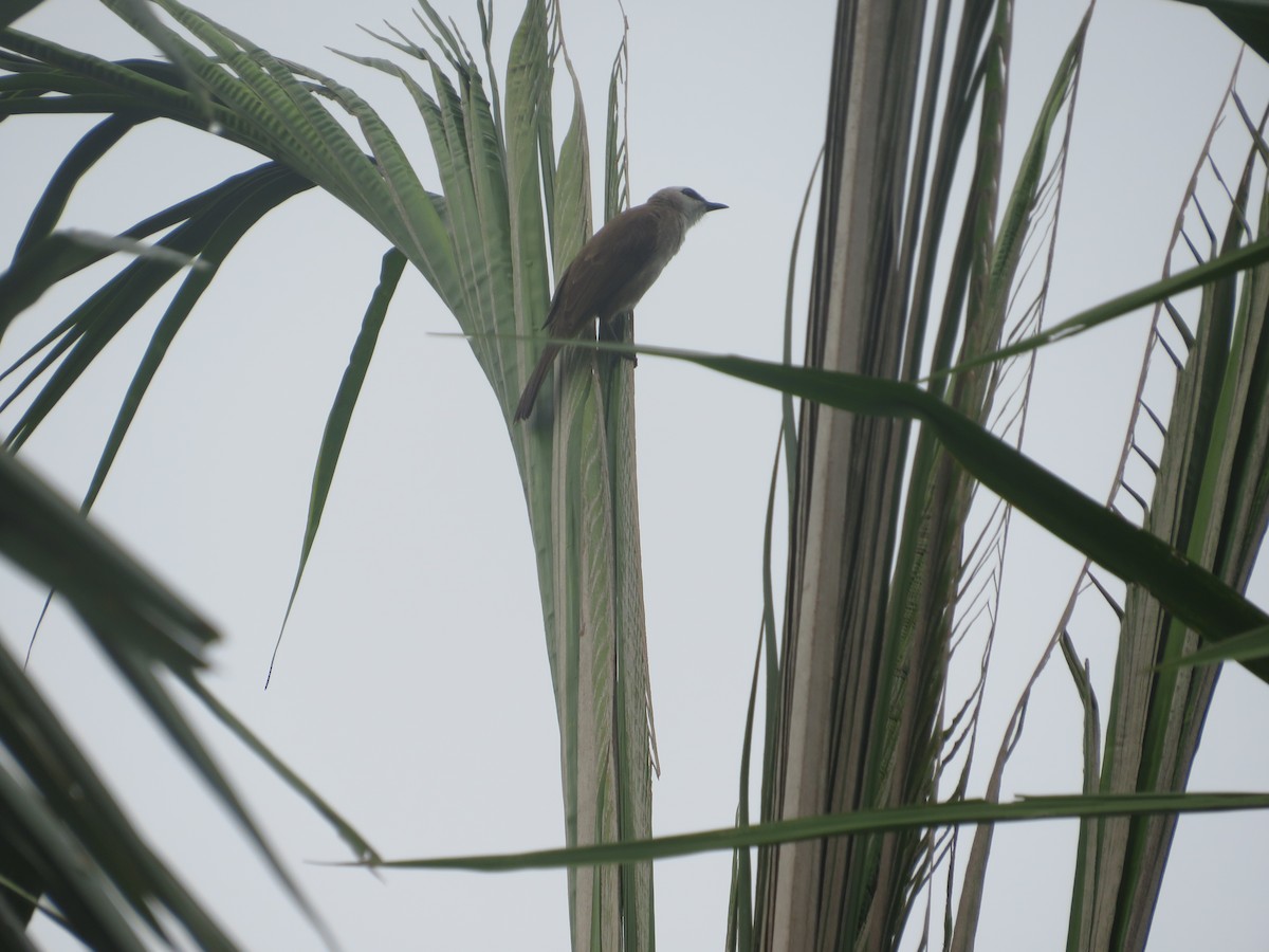 Yellow-vented Bulbul - ML623898542