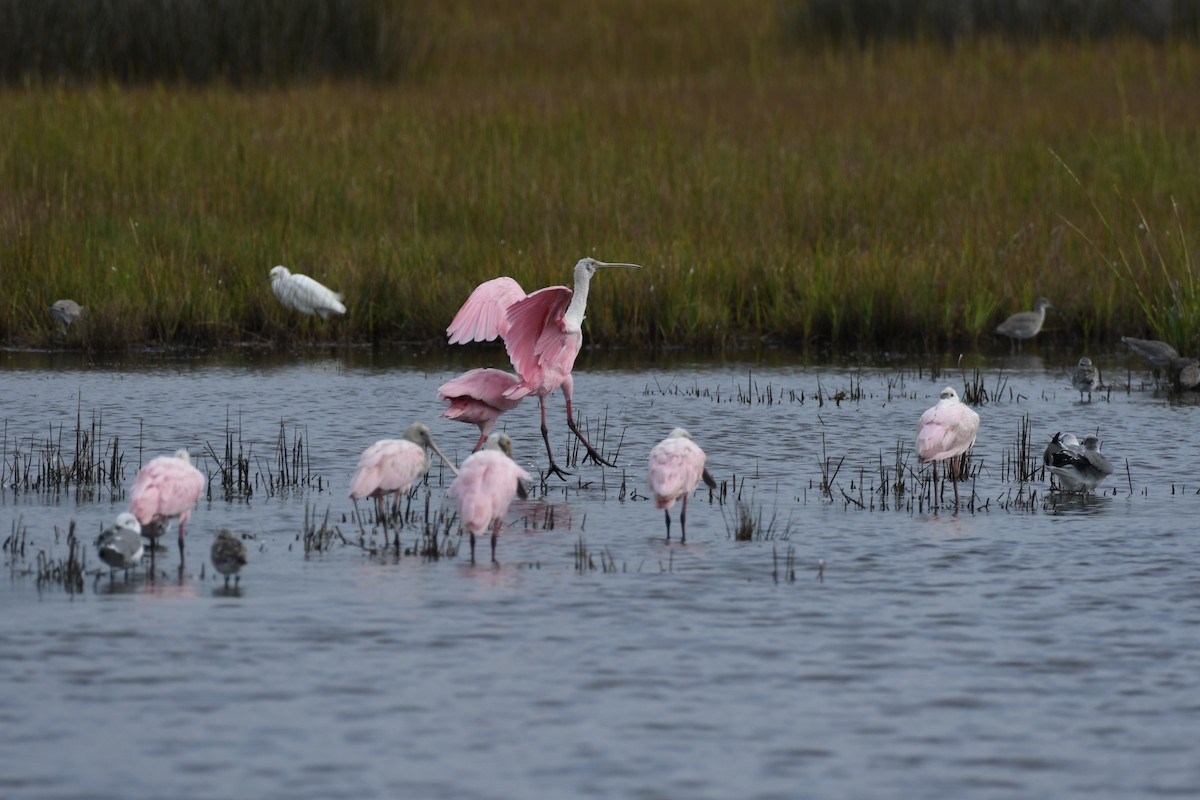 Roseate Spoonbill - ML623898543