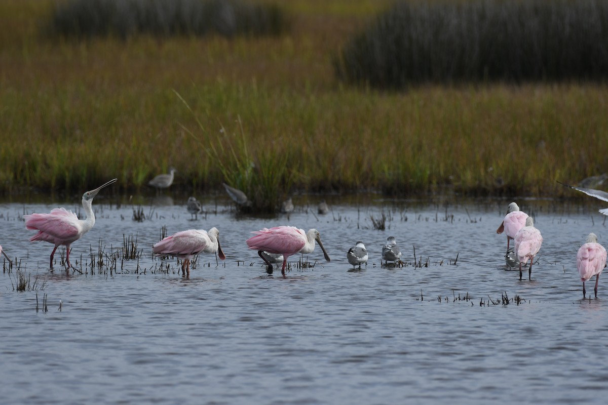 Roseate Spoonbill - ML623898544