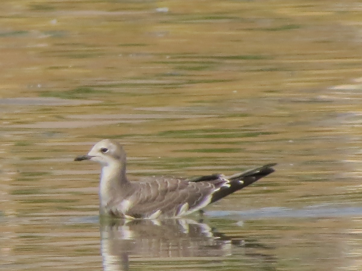 Sabine's Gull - ML623898545