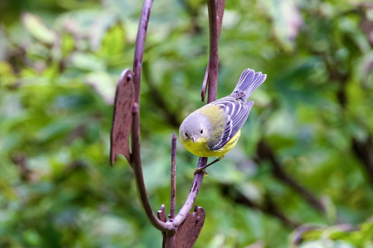 Magnolia Warbler - ML623898549