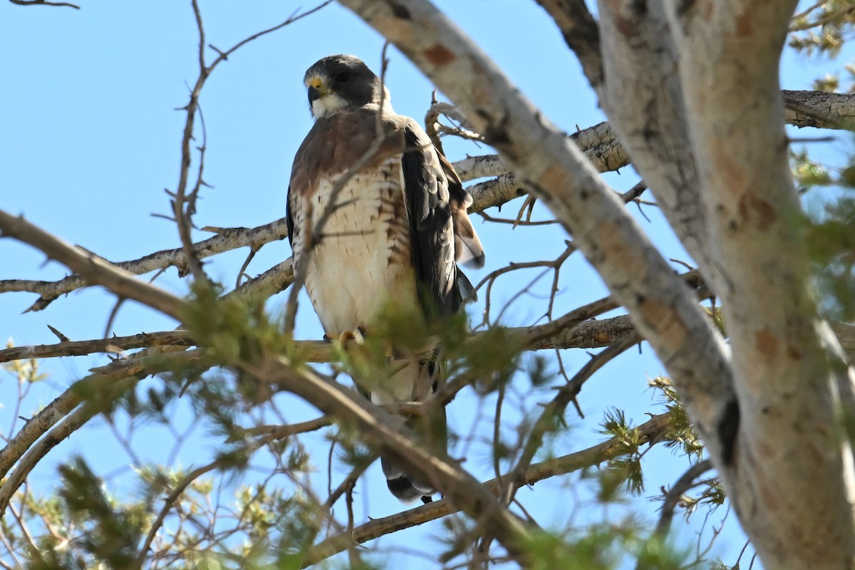 Swainson's Hawk - ML623898550