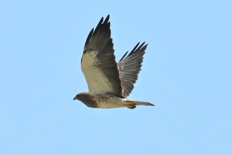 Swainson's Hawk - ML623898551