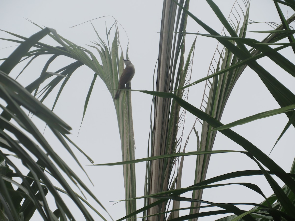 Yellow-vented Bulbul - ML623898552