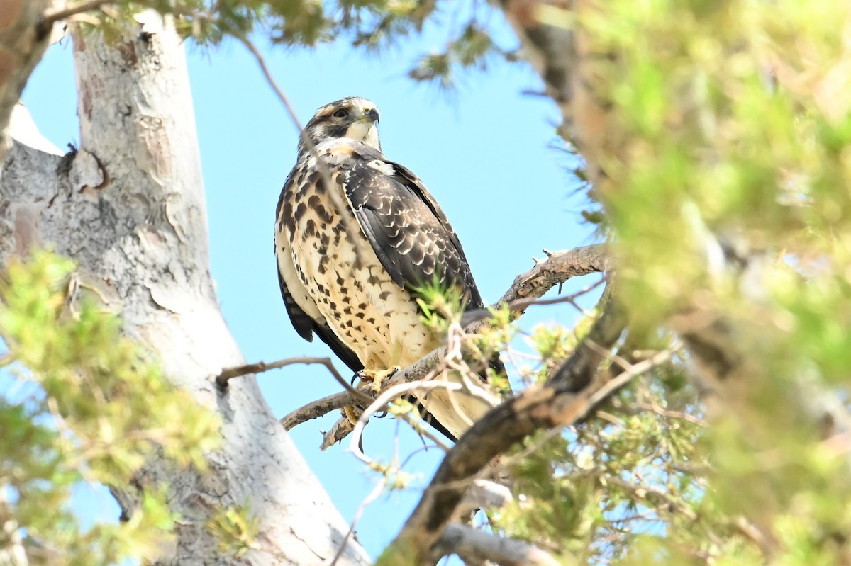 Swainson's Hawk - Gary Yoder